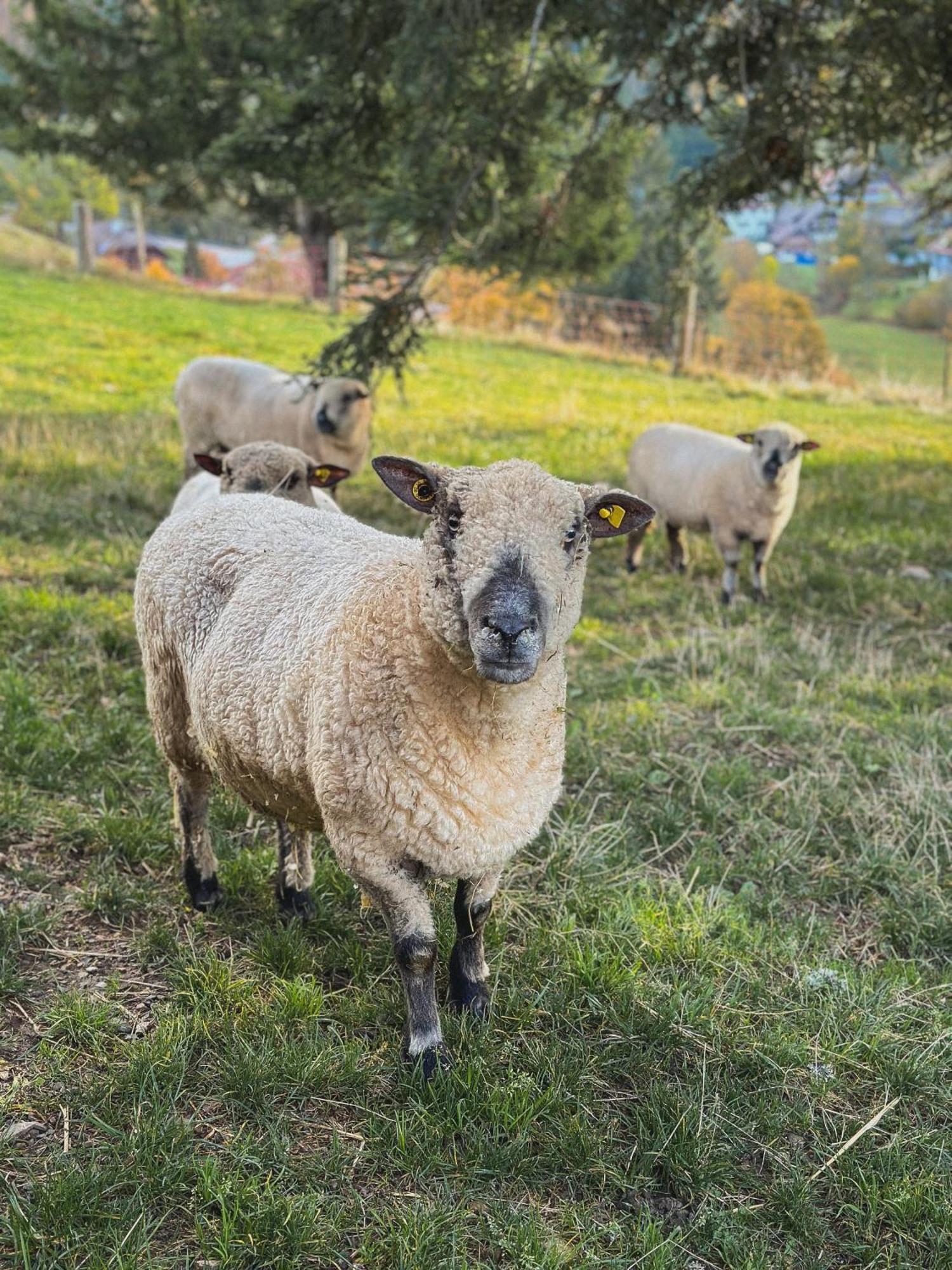 Hotel Schwarzwald-Resort Roessle Todtmoos Dış mekan fotoğraf